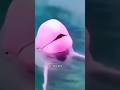 The rarest pink dolphin was noticed on the coast in Louisiana. #news #vibenews #vibes #barbie