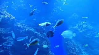 2025.10.06 台中海洋館 黑潮之海