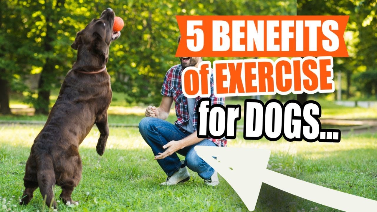 Dogs Exeercise The 5 BENEFITS of REGULAR EXERCISE for DOGS🐶🏃 - YouTube
