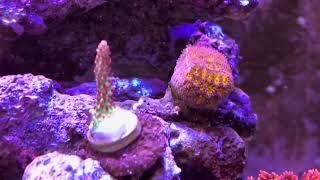 My 3 years old Reefer 250 G2