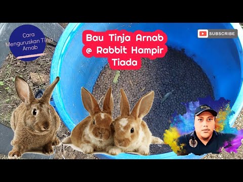 Menguruskan Tinja Arnab | Cara Mudah & Berkesan | Tiada Lagi Bau Yang Busuk & Tidak Menyenangkan