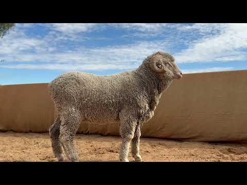 AFA RAM AUCTION 2025 LOT 62 W240635