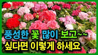 제라늄 무름병 치료방법, 제라늄 무름병 예방법
