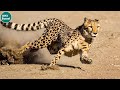 Leopard _ The fastest predator on the planet ||  Wild animals fighting _ TCN FORSET