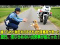 【奇跡の実話】捨てられた秋田犬の子犬を女性警察官が救った…。翌日、信じられない出来事が起こった！