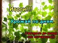 Огуречный урожай на подоконнике. По дням. Итоги.