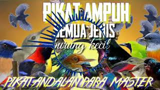 Pikat Semua Burung Kecil Anti Zonk Anti Gagal