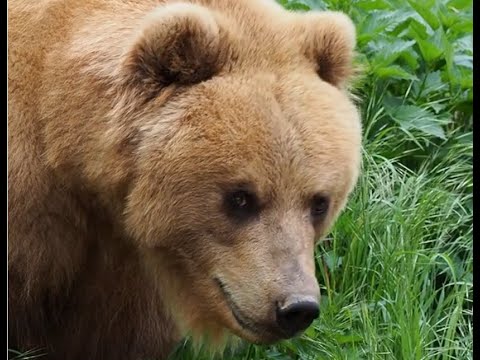Grizzly Shot In Self-Defense On October 21st, 2023
