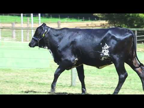 LOTE 140 5773CR