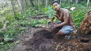 Chirang Cocoa Plant. Cocoa Bipang Gainai