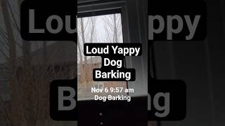 Nov 6 9:57 am Dog Barking loud Yappy howling Pomeranian annoying