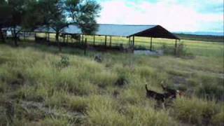 OLD RANCH BEAGLES KENNELS 