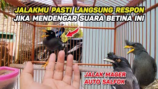 Masteran Suara Jalak Kebo Betina Birahi, Cocok untuk Pancingan Jalak Kebo Jantan Malas Bunyi