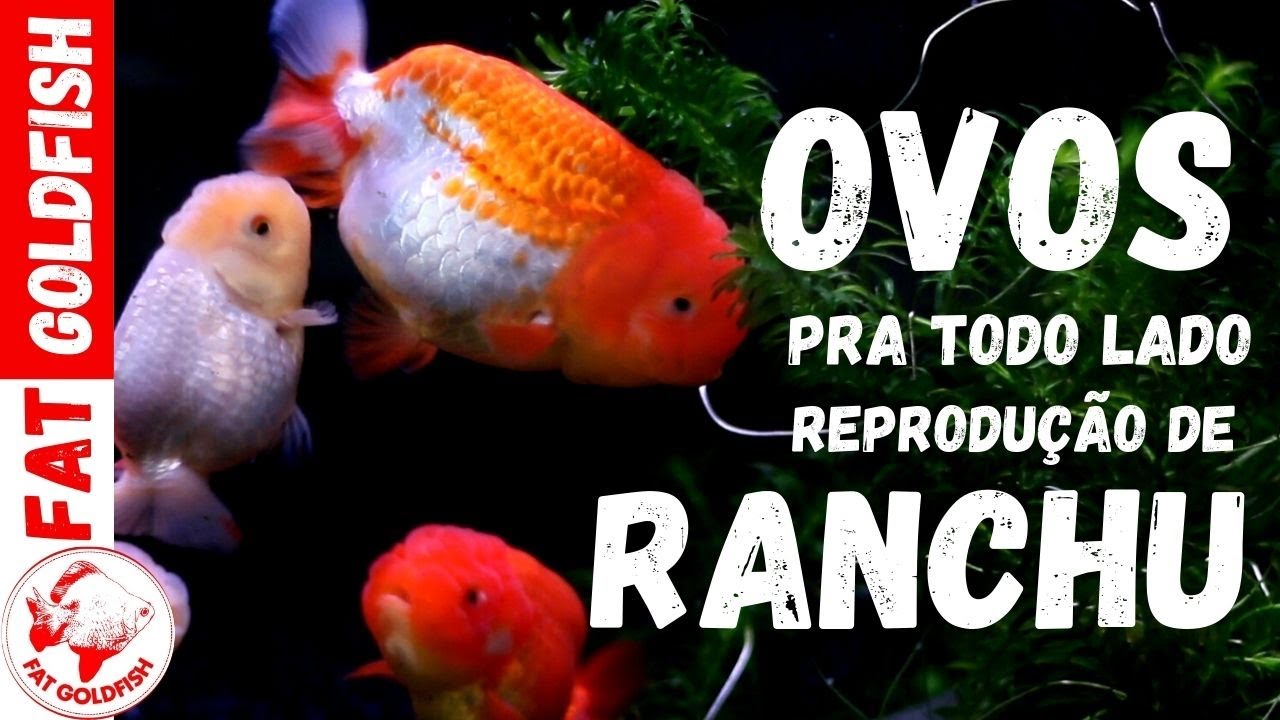 Primeira reprodução do ano!