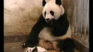 el Panda y su hijo screenshot 3