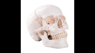 Lab 2.09 - Landmarks of the Mandible
