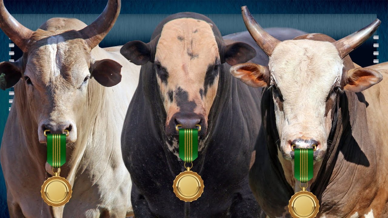 Os TOUROS que DOMINARAM AS ARENAS em 2023