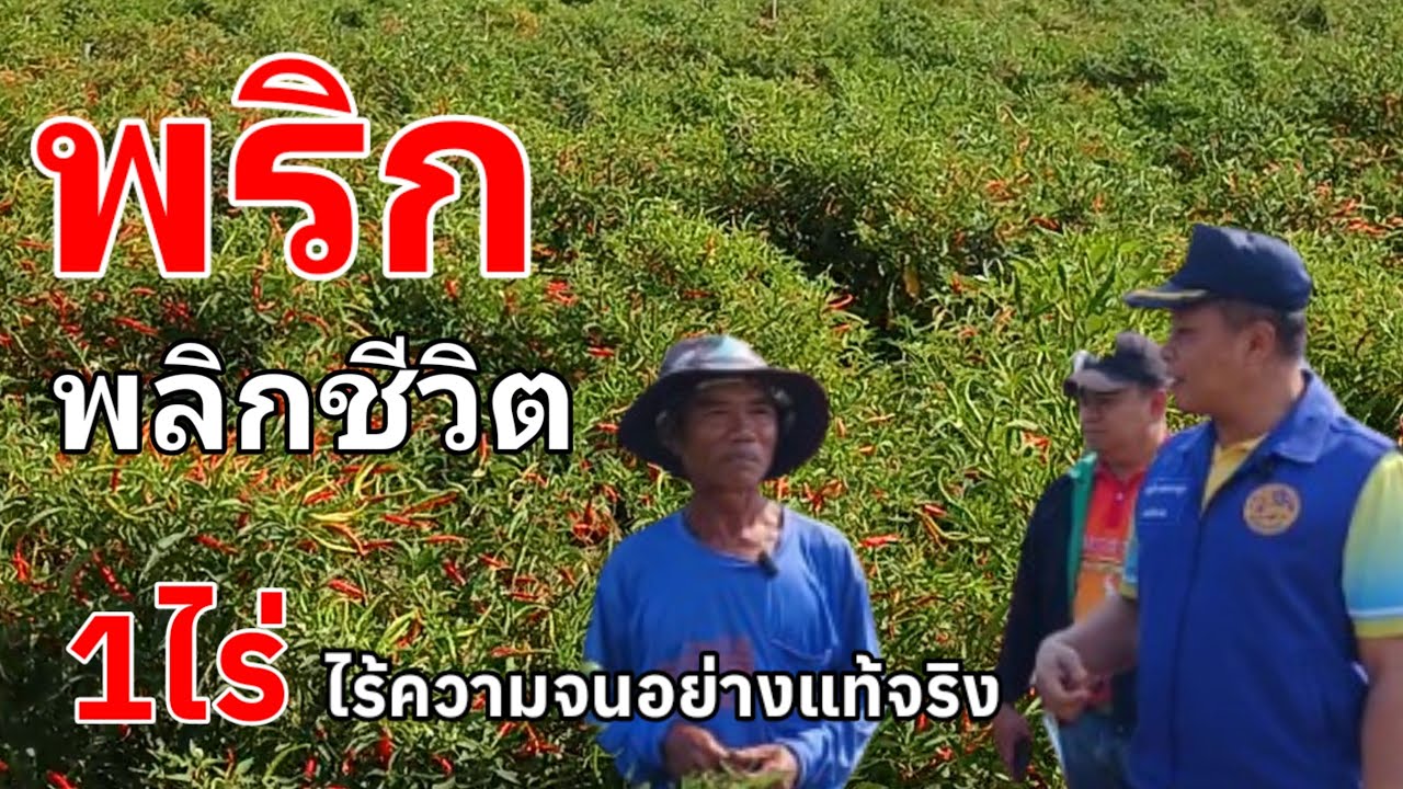 พริก พลิกชีวิต 1ไร่ยอดขายเกินแสน ลุงสุพิศ สาลีกุล เป็นเกษตรกรที่ไม่มีหนี้สินแม่แต่บาทเดียว
