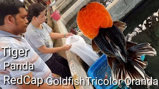 Goldfish Tricolor Oranda ปลาทอง3สีเงินล้าน Sakchai Farm EP.1 #ป้าตุ้ย ร้อยรูปเล่าเรื่อง