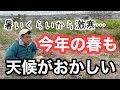 【天気の話】温暖な2月から寒い3月、雨不足と強風で乾く土と植物に守られた元気な土の違いについて《自然栽培/家庭菜園/無農薬/無施肥》