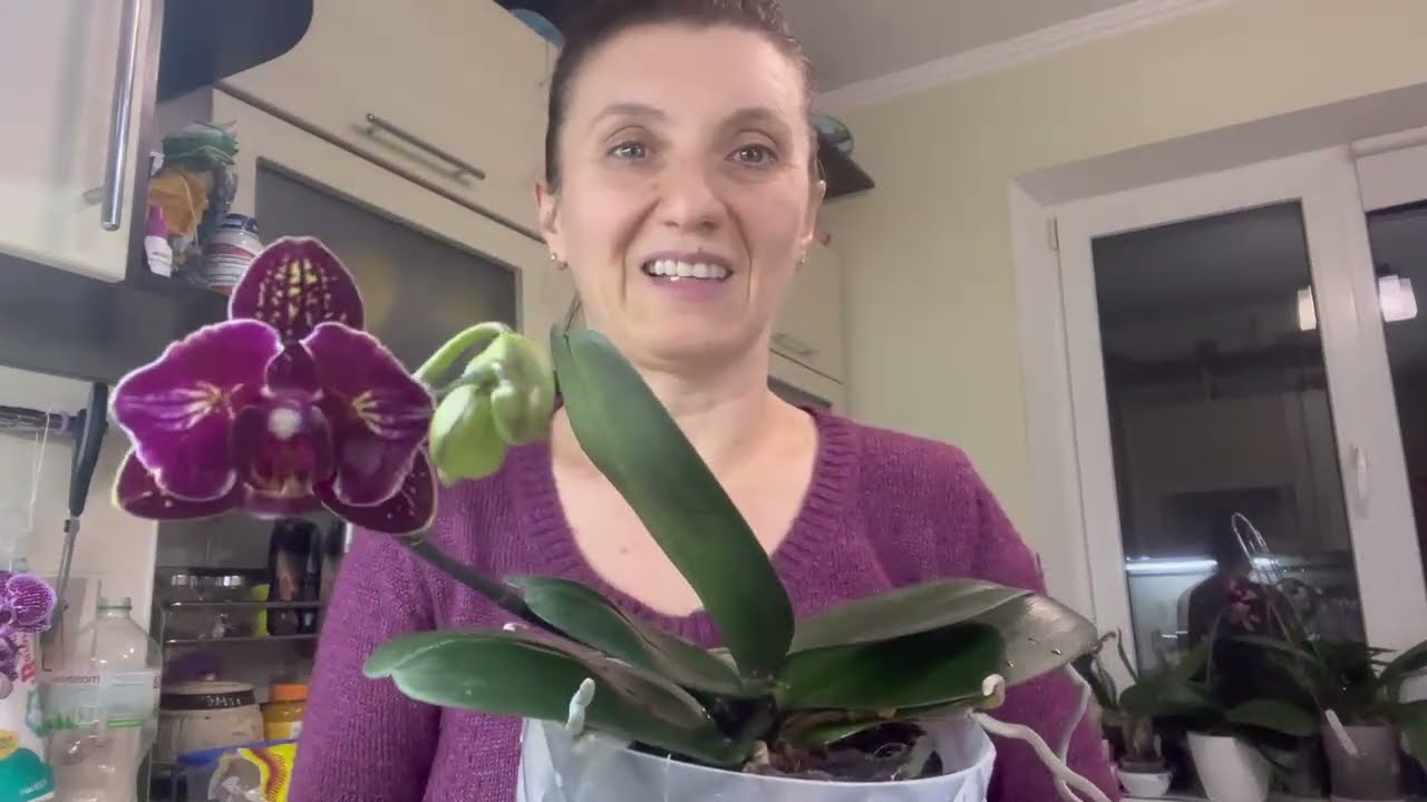 АПТЕЧНАЯ ПЕРЕКИСЬ ВОДОРОДА ДЛЯ ПОЛИВА ОРХИДЕЙ , НО ЕСТЬ ОДНО НО...