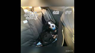 【初めての大型犬】バーニーズ・マウンテン・ドック