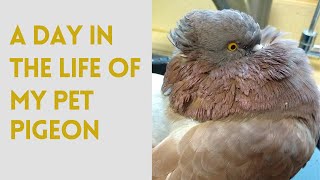A Day in the Life of My Pet Pigeon