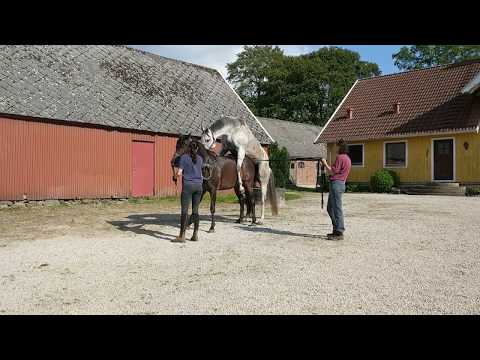 Natural covering - horse breeding - Horse mating - mating sound - thoroughbreds - Stud behavior -