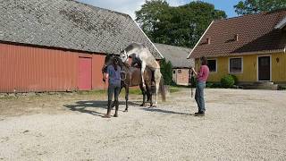 Natural covering - horse breeding - Horse mating - mating sound - thoroughbreds - Stud behavior -