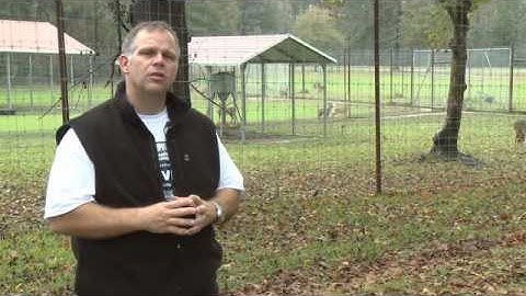 Choosing the Right Food Plot Seed