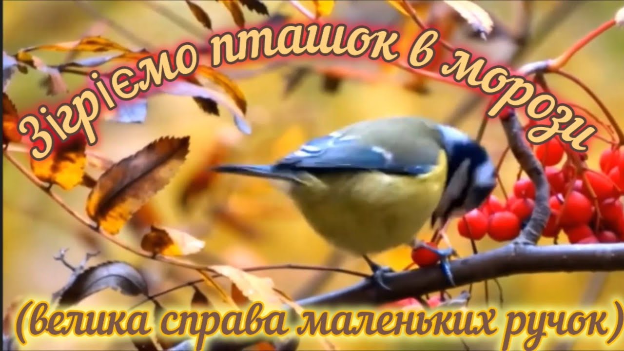 ​Зігріємо пташок в морози (велика справа маленьких ручок) #РоwerCoins  #ДоброБінго  #ЩедрийВівторок