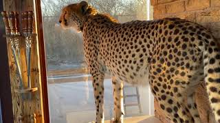 How to mark a large area? Cheetah Gerda shows!