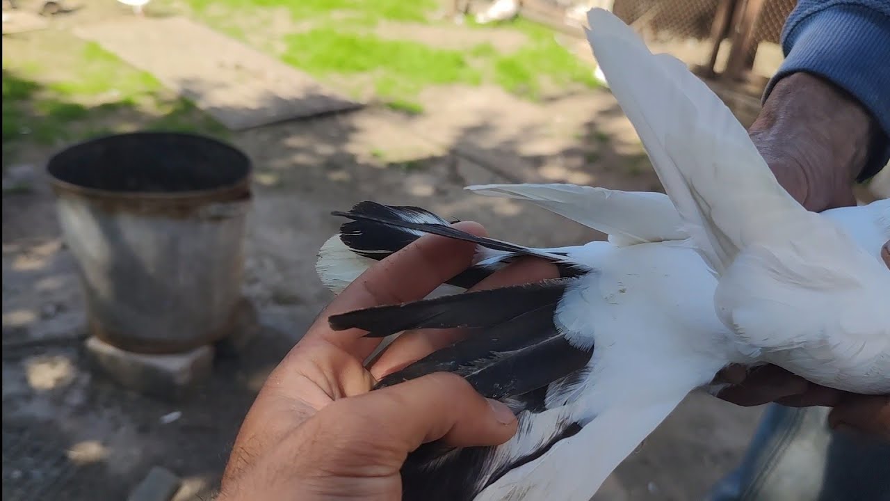 Что обозначает на хвосте разрезанное перо ?!