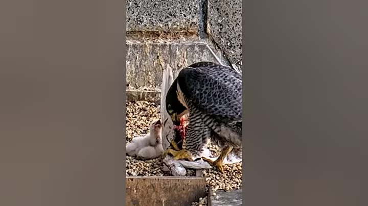 P#955- Review mother birds brings food to feed her babies in the nest, baby birds life #birdslover