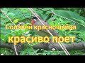 Пение соловья-красношейки. Птицы Сибири. Природа Новосибирска. Nature of the Novosibirsk. Russian.
