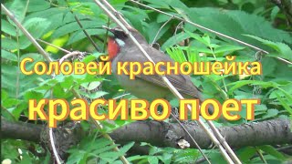 Пение соловья-красношейки. Птицы Сибири. Природа Новосибирска. Nature of the Novosibirsk. Russian.