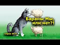 "Бараны мы, или нет?!" "Стрим" 46.0. "Открытая Политика". 14.11.21. Уфа. Башкирия.