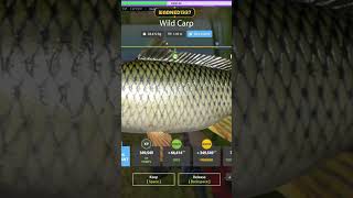 KENO0 WILD CARP BLUE TAG #russianfishing4 #gaming #viral #fyp | #warned1337 on #Twitch