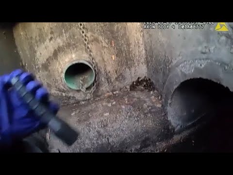 Ducklings trapped in sewer rescued by officers - YouTube