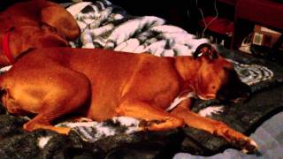 My Cousins Dog Farting