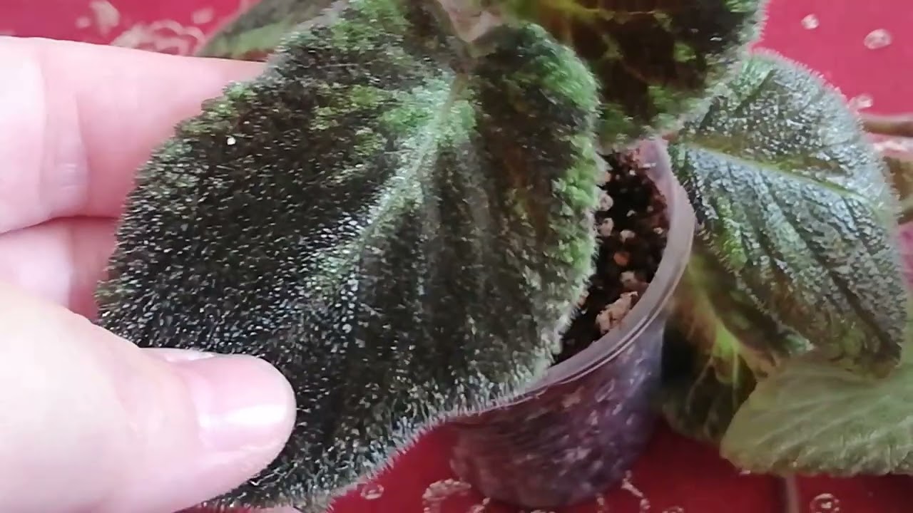 Yeni gelen episkialar ve menekşeler😍Kaçırmayın‼️#çiçek #sera #çiçekbakimi #menekşe#episkia