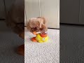 Is your dog too smart for a normal bowl? 🐕🧠