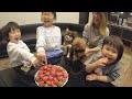 ちょい可愛ドッキリ!帰宅したら大量苺【トイプードル・チワワ】犬と皆の反応は!?