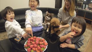 ちょい可愛ドッキリ!帰宅したら大量苺【トイプードル・チワワ】犬と皆の反応は!?