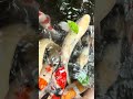 Carp (Koi fish) #koi #koifish #japan #shorts