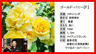 実直な品種レビュー ゴールドバニー 超多花性であり花もちが良い Youtube