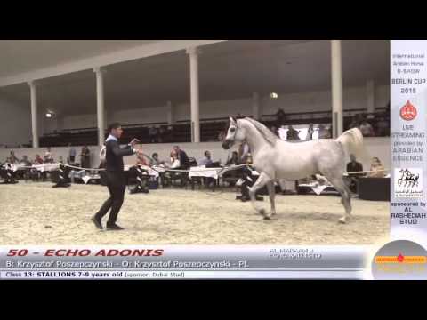 Berlin Cup Werder 2015 - Stallion 7-9 years old (Class 13) - N.50 ECHO ...
