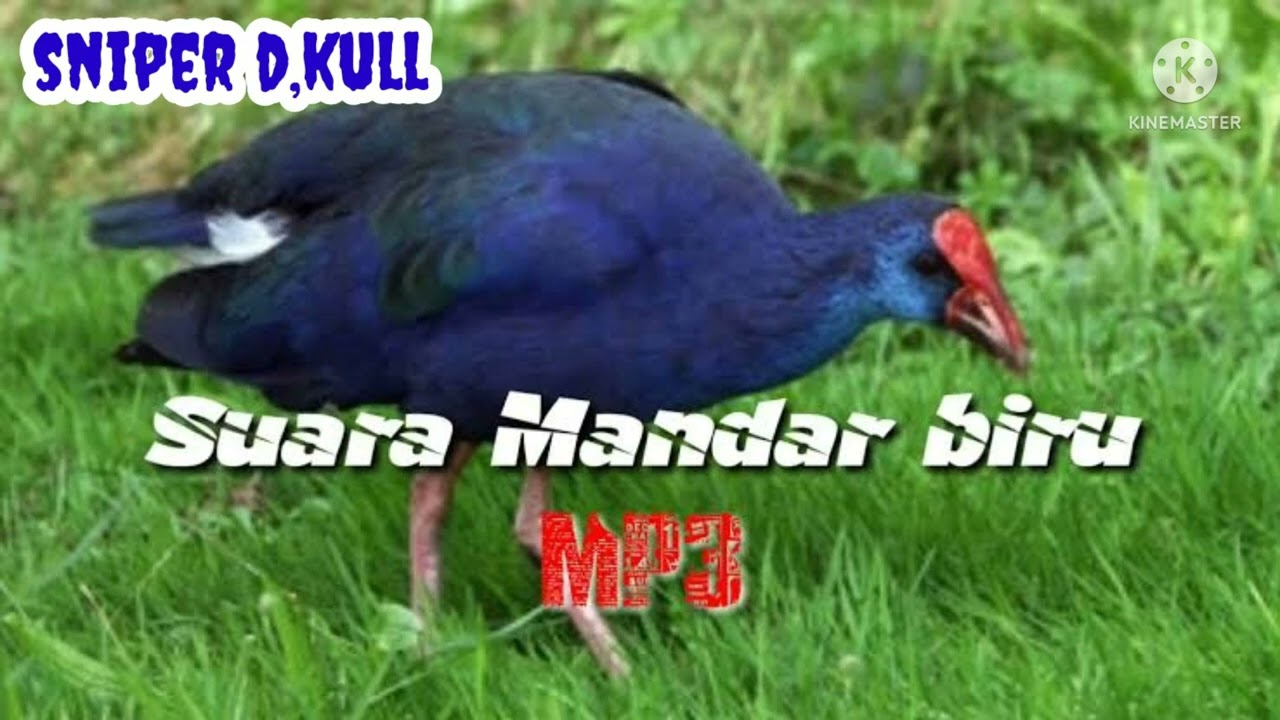 SUARA MANDAR BIRU MEMANGGIL JANTAN DAN BETINA PALING AMPUH