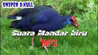 SUARA MANDAR BIRU MEMANGGIL JANTAN DAN BETINA PALING AMPUH