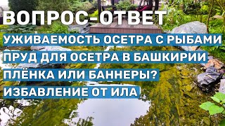 Уживаемость осетра с рыбами; Плёнка или баннеры. Вопросы рыбоводства, обслуживания и создания прудов